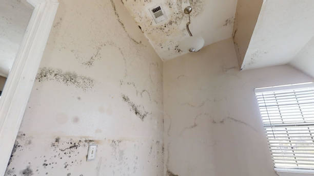 Mold Removal for HVAC Installations in Ocean Grove, NJ